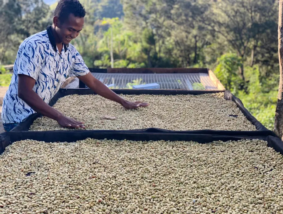 Timor Leste Laclo - Aileu & Orijem Timor / Anaerobic Natural / Catimor, Typica / 100g